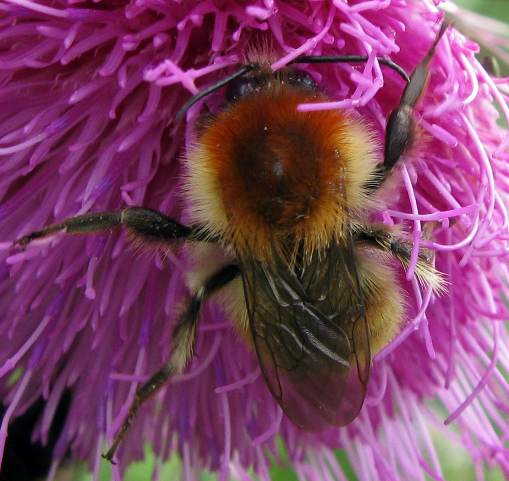 Bombus da identificare (per quanto possibile)